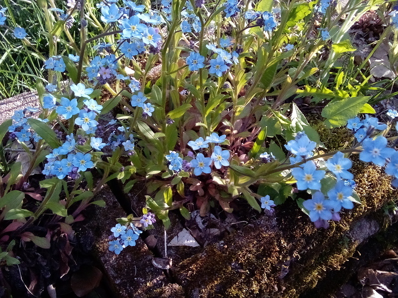 Blue Flower - Aeryn
