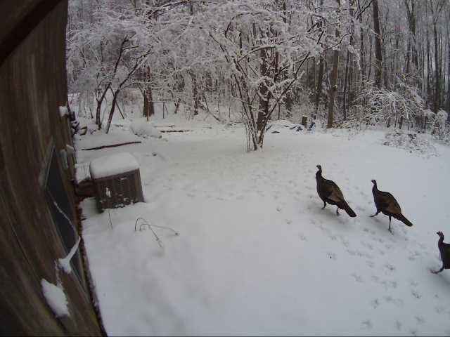 Turkies in Snow