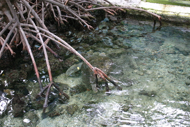 Turtle in Mangroves