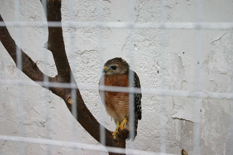Injured Falcon