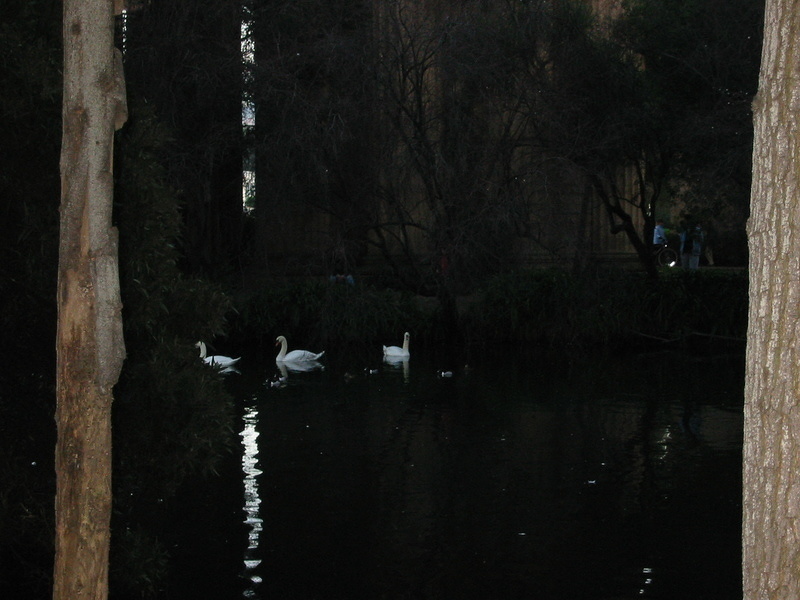 Swans - 3