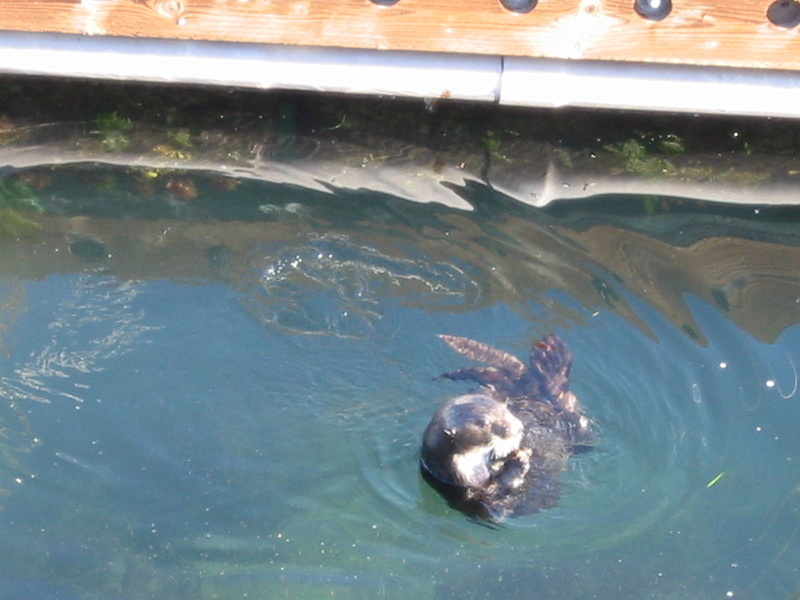 Sea Otters - 2