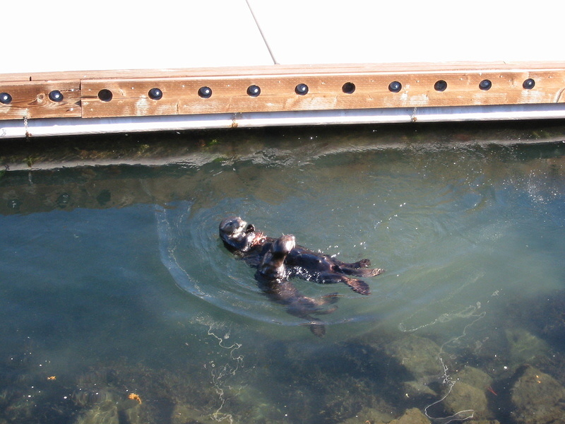 Sea Otters - 7