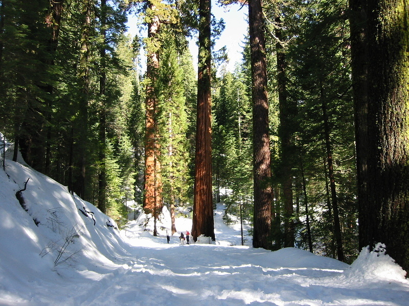 First Glimpse of the Giant Sequoias - 1