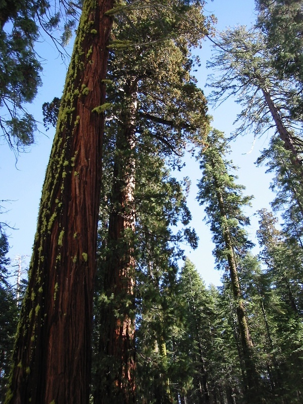 Giant Sequoia - 10