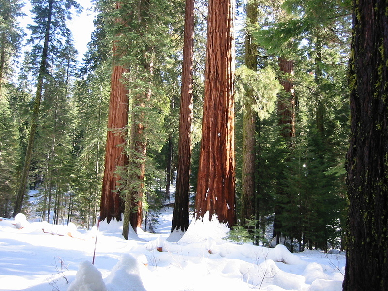 Giant Sequoia - 3