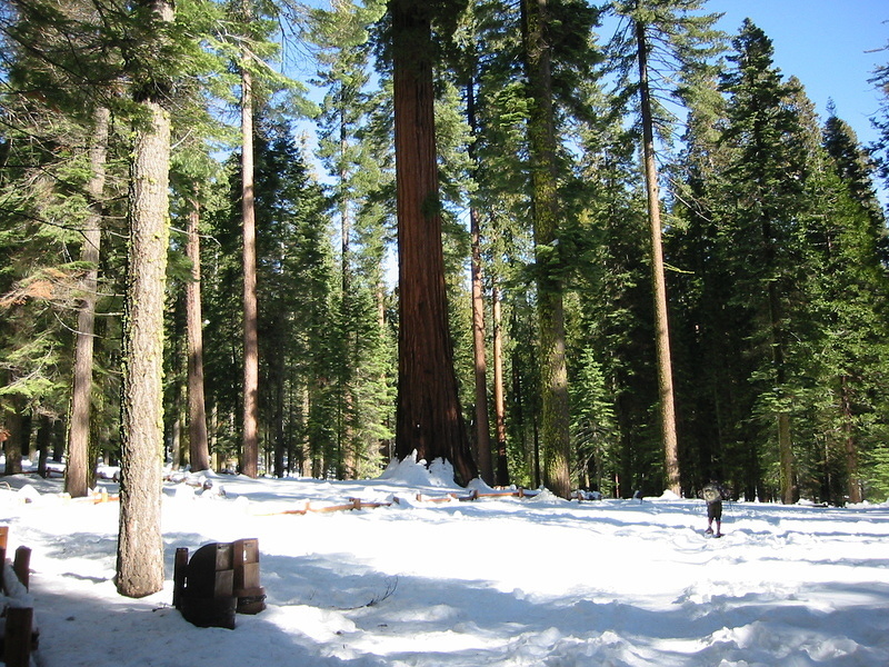 Giant Sequoia - 5