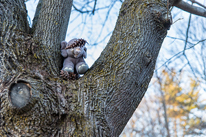 2018-02-27 - Elephant Eating Pinecones in a Tree