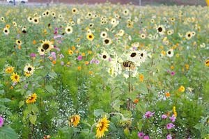 2013-10-16 - Merrimack Sunflowers