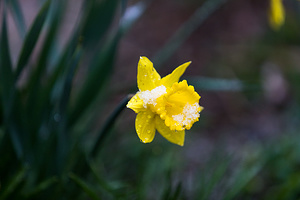 2020-04-16 - April Flowers Bring Snow Showers