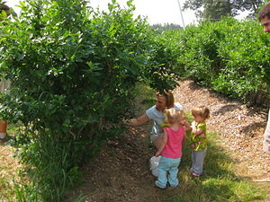 Fruit Picking 2010