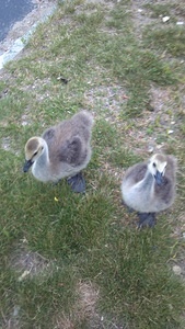 Goslings at Bertucci's (June 22, 2012)