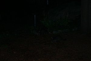 2009-08-10 Racoons