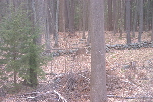 2011-04-16 - Deer in the Yard