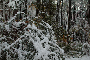 2011-10-30 - October Snow Storm