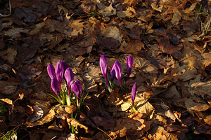 Early Spring 2012