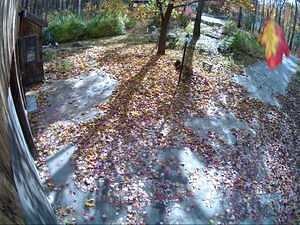 Beautiful Leaf Caught in the Security Camera