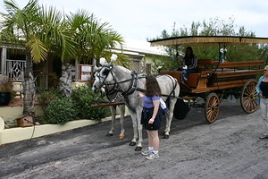 Horse-Drawn Carriage Ride Around Somerset
