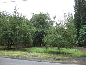 Macadamia Nut Trees