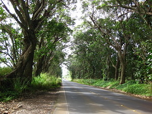 Tunnel of Trees 3