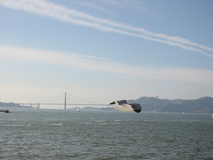 Golden Gate Bridge from the Boat - 1