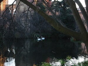 Swans - 2