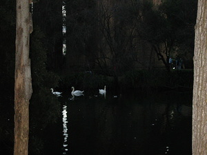 Swans - 3