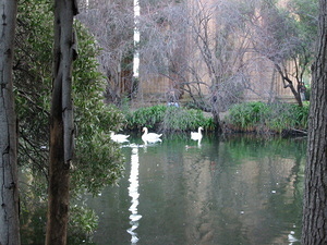 Swans - 4