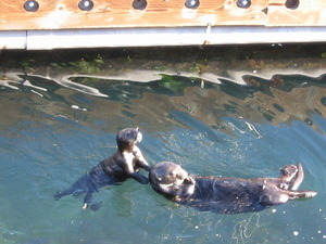 Sea Otters - 3