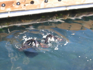 Sea Otters - 4