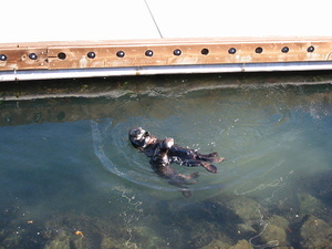Sea Otters - 7