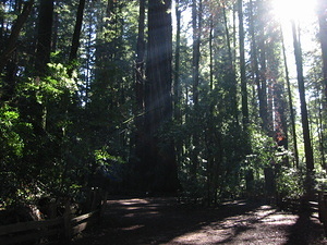 Redwoods - 2