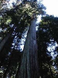 Redwoods - Looking Up