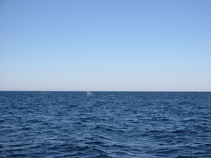 Whale Spouts - 3