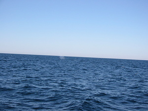 Whale Spouts - 4