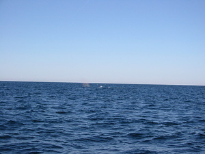Whale Spouts - 5