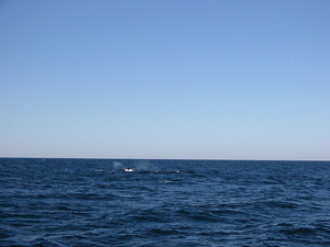 Whale Spouts - 9