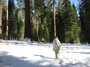 Giant Sequoia & Neil