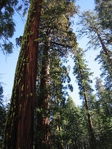 Giant Sequoia - 10
