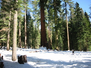 Giant Sequoia - 5