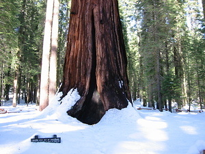 Giant Sequoia - 8