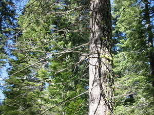 Giant Sequoia Grove Surroundings - 3