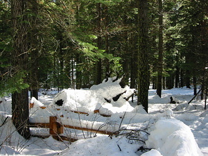 Giant Sequoia Grove Surroundings - 4