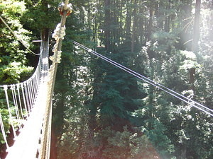 Zip Lining in the Redwoods (August 24, 2011)
