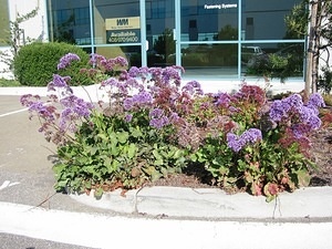 Cool Purple Flowers