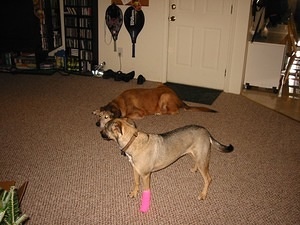 Hot Pink Bandaged Leg 3