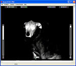 Thermal Images of Penny