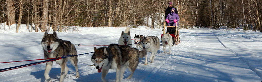 Jen and I took her birthday off to go dog sledding up in Warren, NH